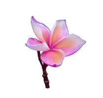 Plumeria or Frangipani flower. Close up pink-purple frangipani flower bouquet isolated on white background. The side of exotic flower branch. photo