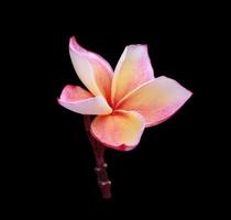 Plumeria or frangipani flower. Close up single pink-yellow plumeria flower branch isolated on black background. The side of frangipani flower bouquet. photo