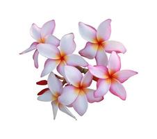 Plumeria or Frangipani or Temple tree flowers. Close up pink-white plumeria flower bouquet isolated on white background. Top view pink-purple flowers bunch. photo