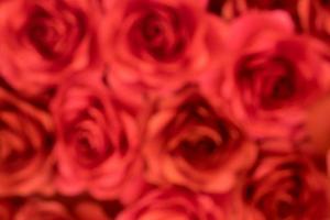 Blurred background roses red photo