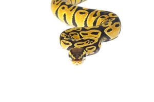 ball python on white background photo