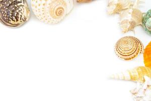 sea shells on a white background photo