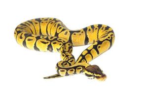 ball python on white background photo