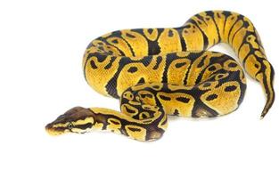 ball python on white background photo