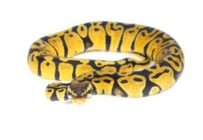 ball python on white background photo