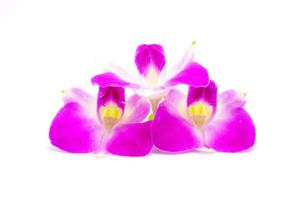 ramo de cabeza de flor de orquídea aislado sobre fondo blanco foto