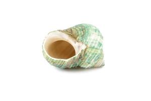 Sea shell on white background photo