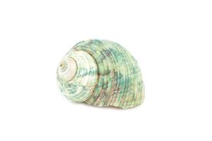 Sea shell on white background photo