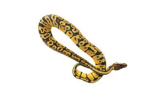 ball python on white background photo