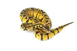 ball python on white background photo