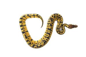 ball python on white background photo