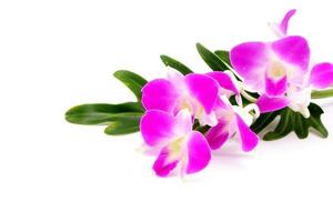 ramo de cabeza de flor de orquídea aislado sobre fondo blanco foto