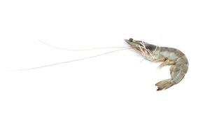 fresh shrimp on white background photo