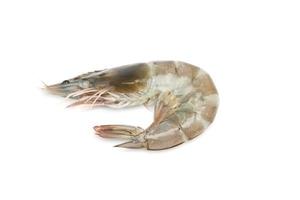 fresh shrimp on white background photo