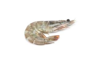 fresh shrimp on white background photo