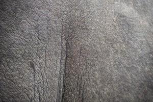 Rhino skin for background and textures photo