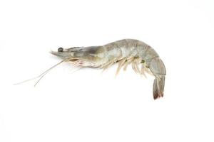 fresh shrimp on white background photo