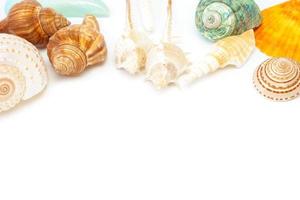 sea shells on a white background photo