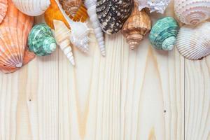 Sea shells on wooden background photo