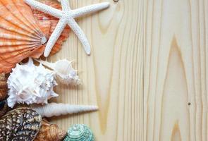 Sea shells on wooden background photo