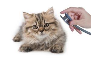 Cat and Stethoscope Isolated on White Background photo