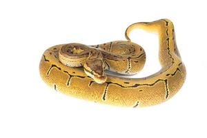 ball python on white background photo