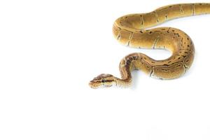 ball python on white background photo