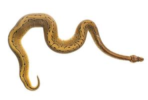 ball python on white background photo