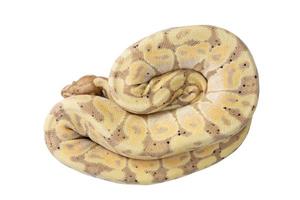 ball python on white background photo