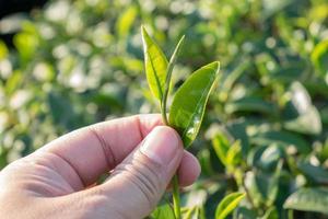 Tea leave in the field photo