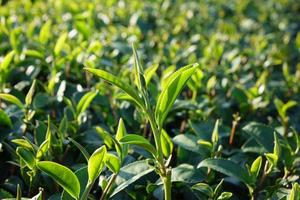 Tea leave in the field photo