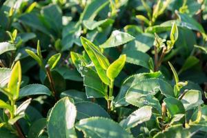 Tea leave in the field photo