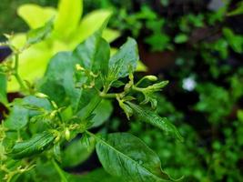 Close-up of lovely young chilli leaves in the garden. photo