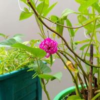 Sweet pink flowers. Beautiful flowers among the green leaves. photo