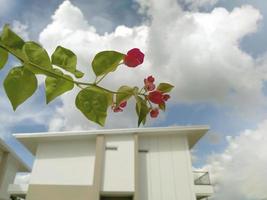 hermosas flores rosas a la luz del sol de la tarde. foto