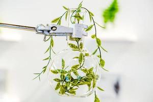 Examples of herbs in glass bottles for drug and cosmetics extraction with stand flask holder. photo