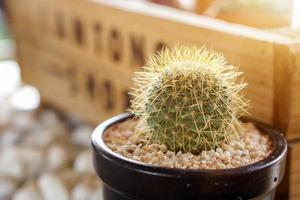 A small cactus in a black pot. Decoration in the garden. photo