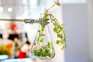 Example of herbs in glass bottles for drug and cosmetics extraction with stand flask holder. photo