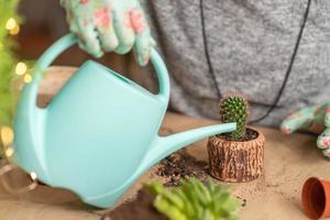 female hands in gloves hold a blue watering can and water a newly transplanted succulent photo