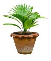 patrón de hojas de palma verde con jarrón para el concepto de naturaleza, hoja tropical aislada en fondo blanco foto