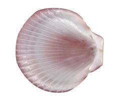 closeup brown seashell  isolated on a white background ,top view photo