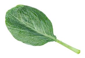 Chinese kale isolated on white background ,Green leaves of collards pattern photo