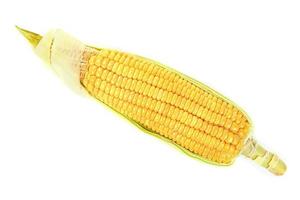 corn isolated on white background photo