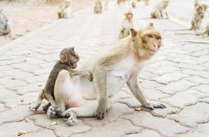 Mother Monkey is eating nuts photo