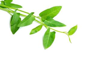 hoja de gloria matutina aislada en fondo blanco, patrón de hojas verdes foto