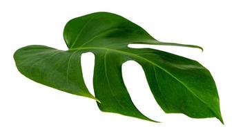 hoja de monstera aislada sobre fondo blanco, patrón de hojas verdes