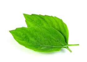 leaf  fresh basil isolated on white background ,Green leaves pattern