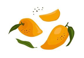 Set of drawn mango, Vector illustration. Isolated elements for design