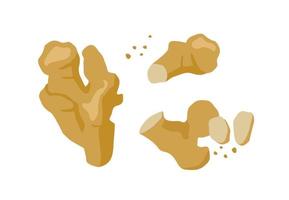 Set of drawn ginger, Vector illustration. Isolated elements for design