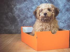 el pequeño cachorro de caniche está en una caja de regalo sobre fondo grunge. foto